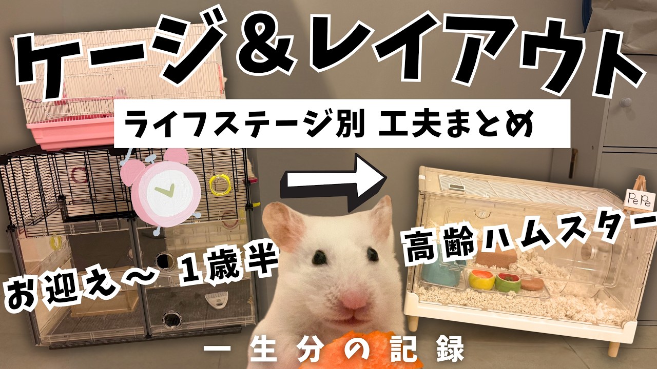 【ハムスターの生涯とケージレイアウト】お迎え〜シニアまで完全記録を振り返って分かったこと⌛️