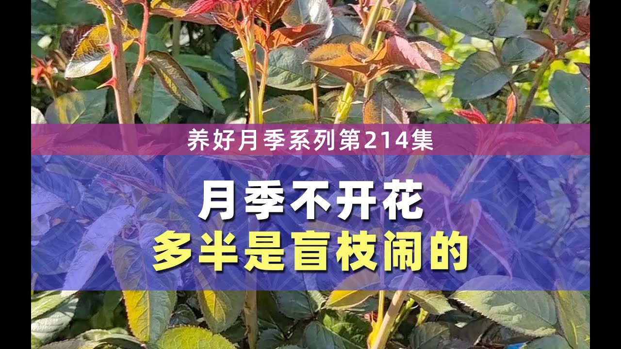 如果你的月季不开花，那有可能是盲枝闹的，这个处理小方案，使用后一个月就开花