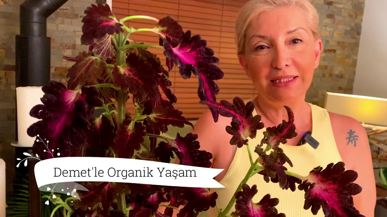 YAPRAK GÜZELİ/ KOLYOS coleus Çiçeği Bakımı toprak güneş gübre kış bakımı