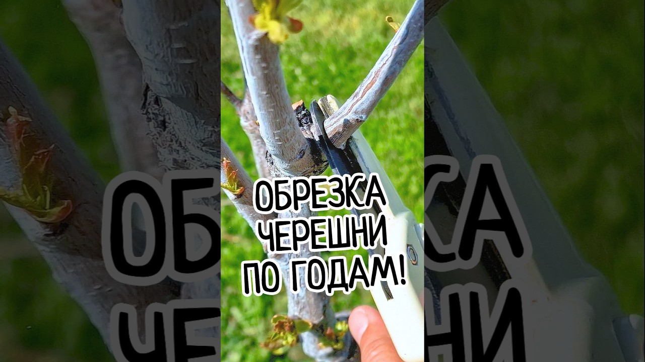 Собирай ВЕДРАМИ черешню! Любимая ОБРЕЗКА черешни по системе KGB 🍒✂️ #обрезкачерешни #сад #kgb