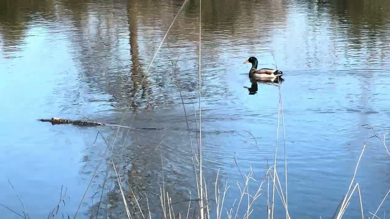 Mallard duck and gator 