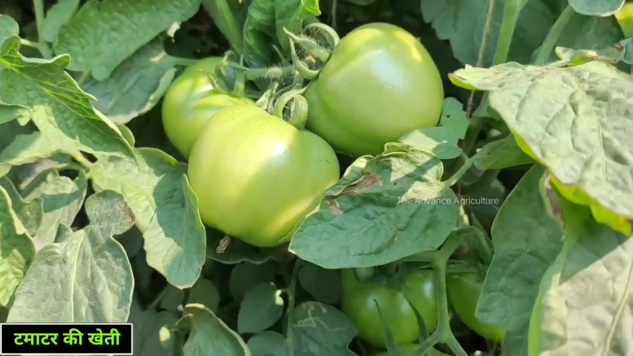 Tomato farming (schedule of fertilizers in tomato crop)