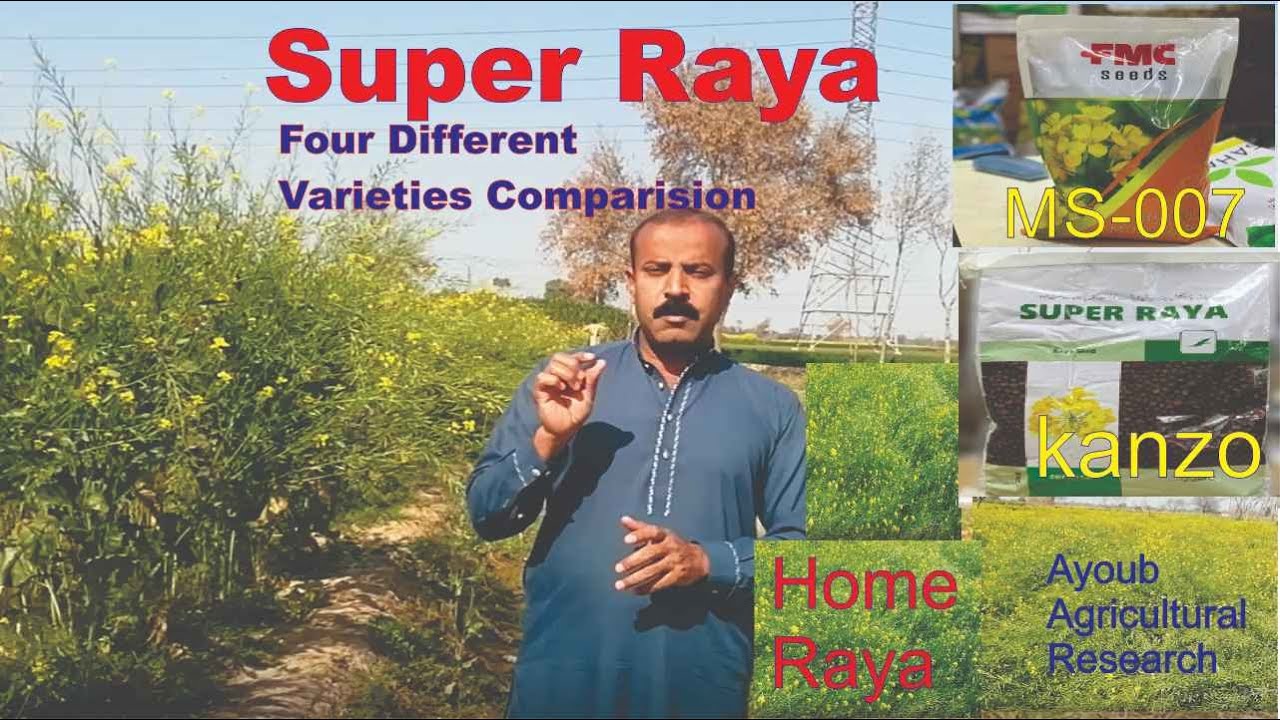 Super Raya Different Varieties Comparison / Super Raya Cultivation / Best Choice of Seed