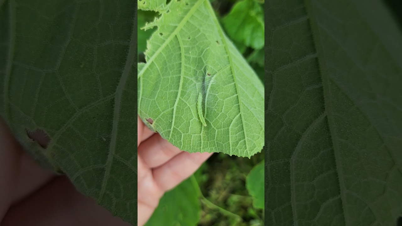 Worms Eating Your Plants? Here&rsquo;s What to Do #garden #worms #vegetablegarden #squash #homegrown #grow