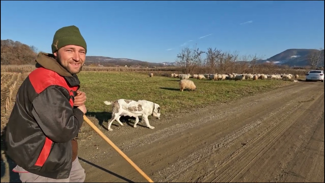 NISTOR -UTU -Tânăr Reântors  din Străinătate sa re apucat de Crescut Oi , Înpreuna  cu fratele lui .