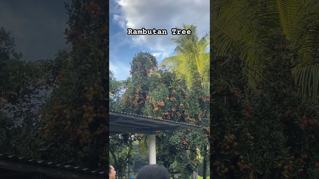 Rambutan Tree -Who loves rambutan here? #rambutan #philippines #fruit #fruitsintree