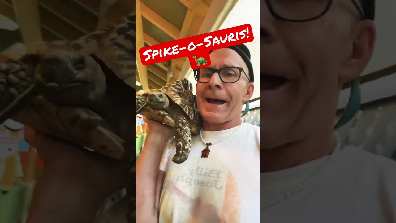 Say hi to SPIKE ! The coolest leopard tortoise w/severe Pyramiding! Yet he&rsquo;s healthy & happy - link