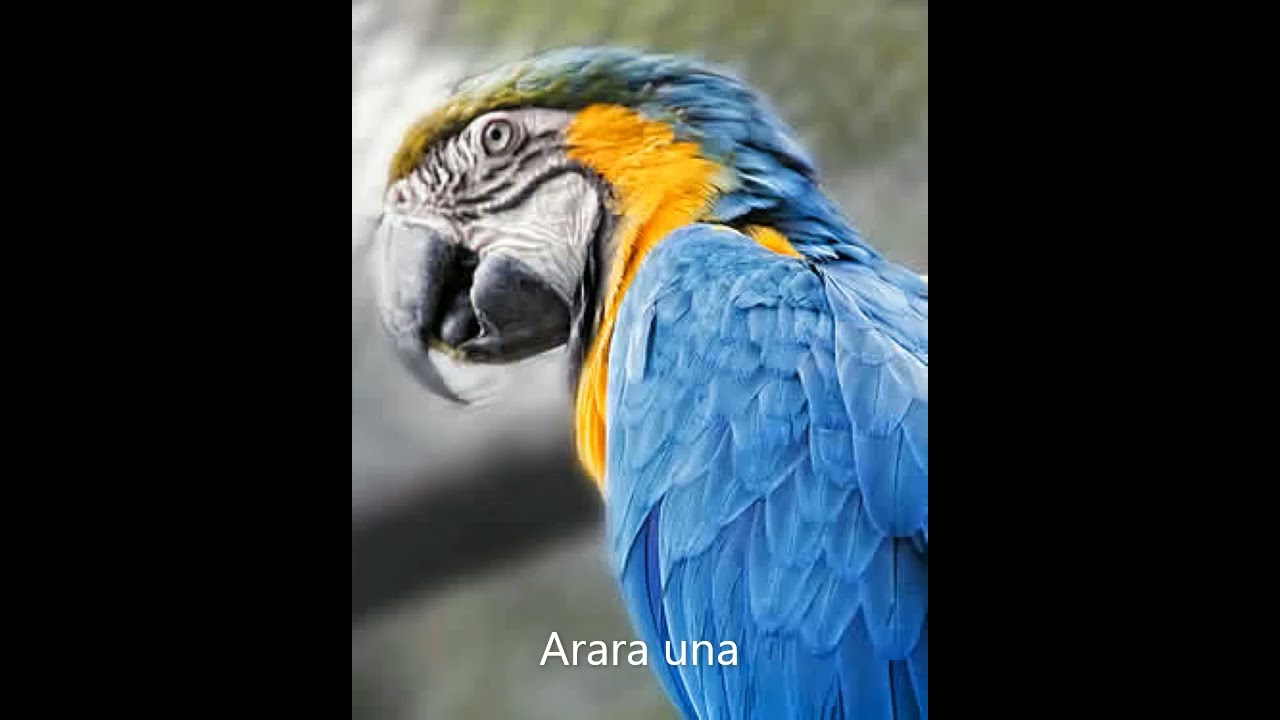 Canto da Arara una.