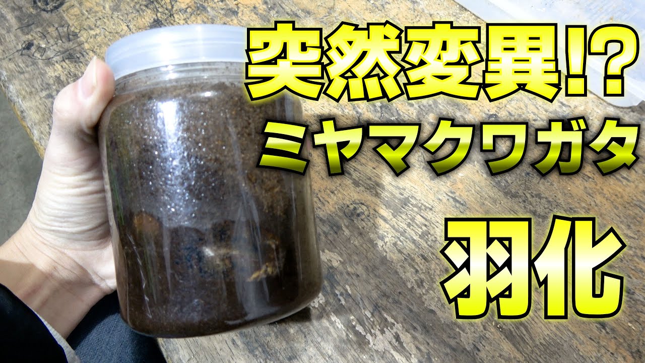 日本のミヤマクワガタが羽化しました【クワガタ飼育】