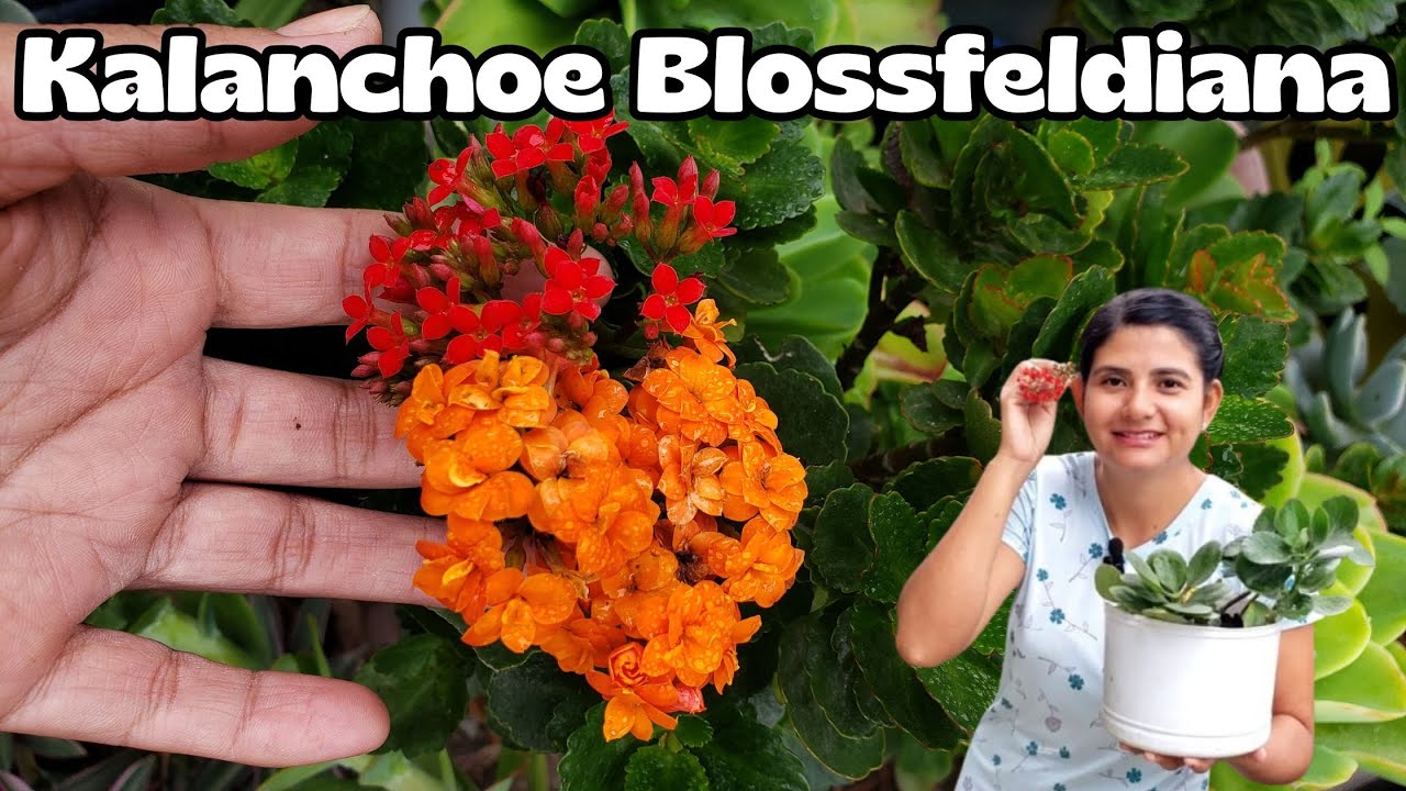 Que hacer para que el kalanchoe blosfeldiana no muera después de florecer