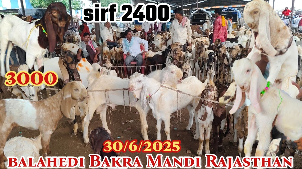 Balahedi Bakra Mandi live update 30/6/2025 Rajasthan Ki Sabse Badi Bakra Mandi