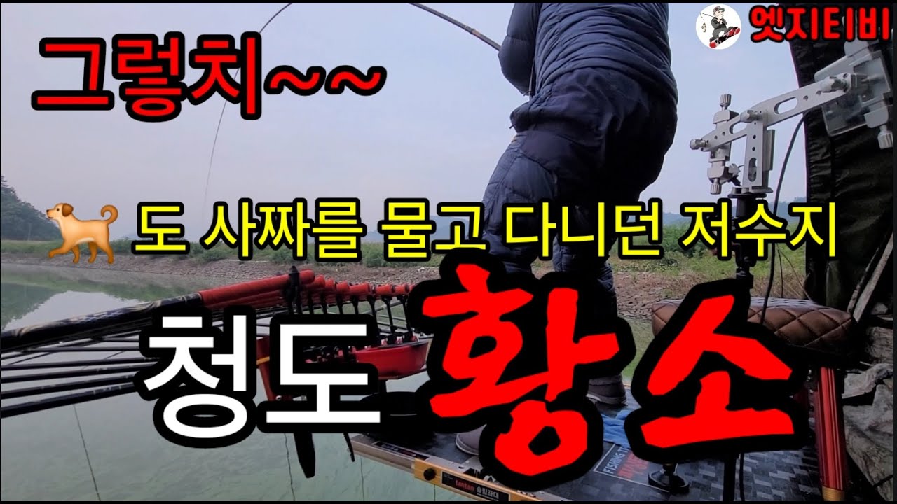 개도 사짜를 물고 다니던 청도 저수지 / 엄청난 황소를 걸었다