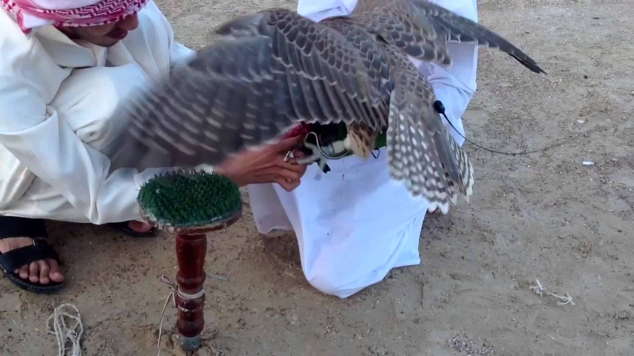 Falcon Training HD