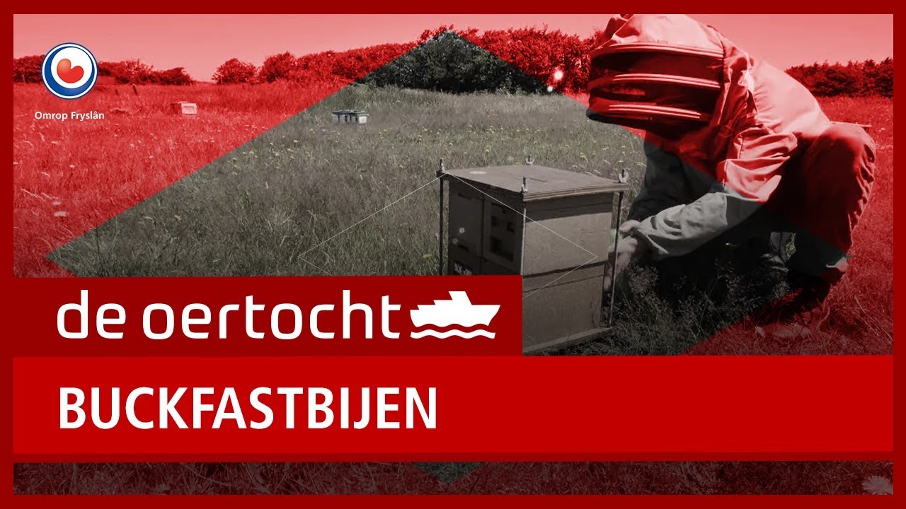 DE OERTOCHT: Buckfastbijen