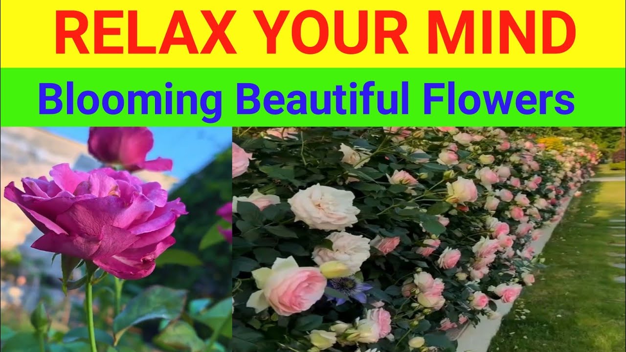 Beautiful Flower Garden Tour | Colorful Blooming Flowers & Peaceful Nature