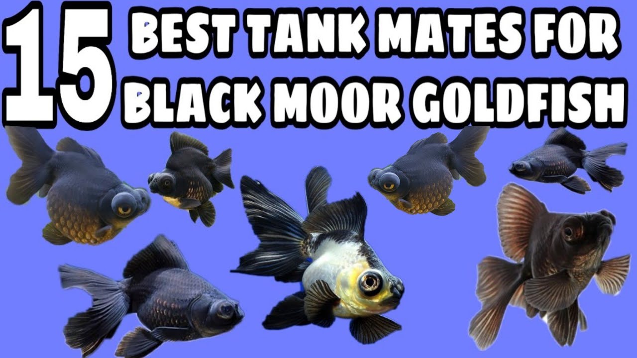 Black Moor Goldfish Tank Mates