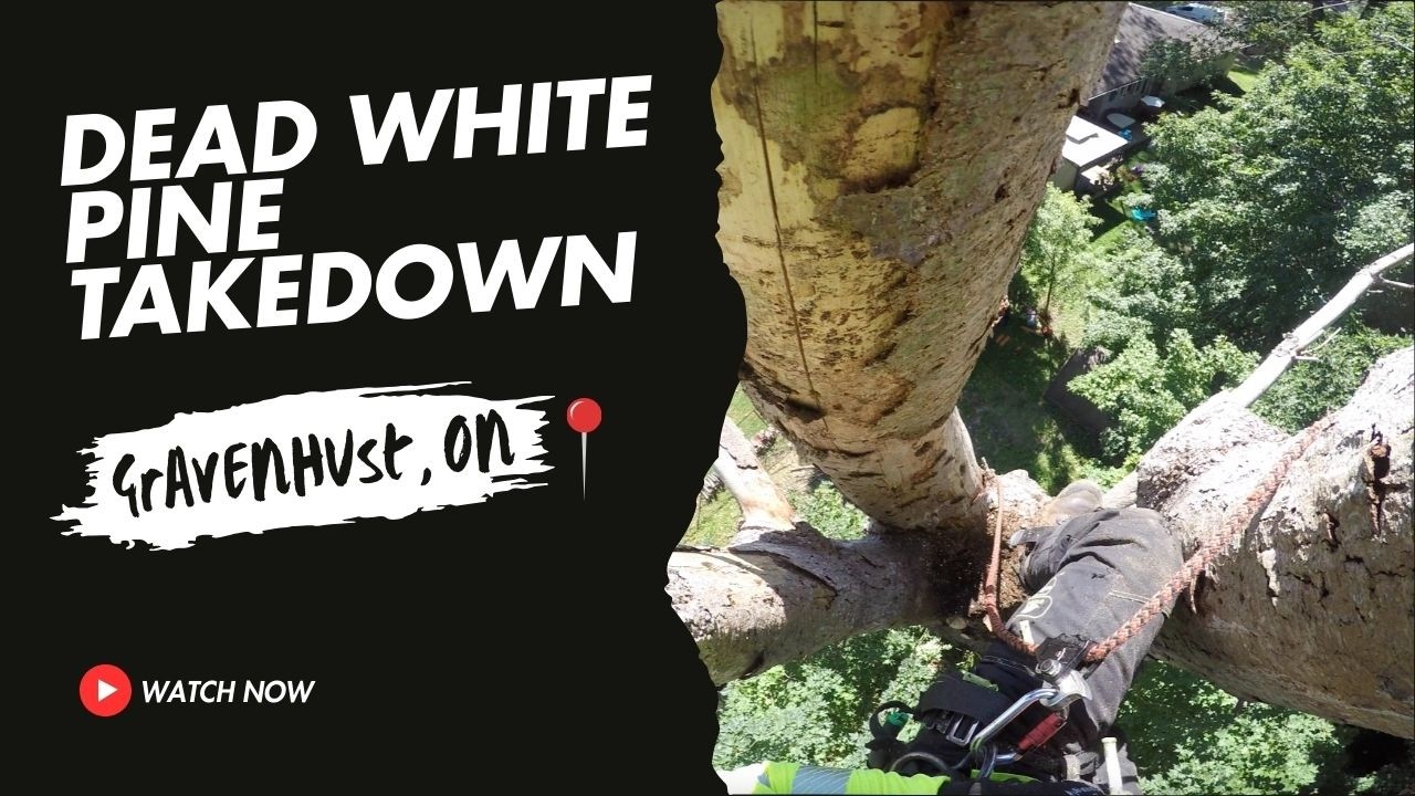 Dead White Pine Takedown