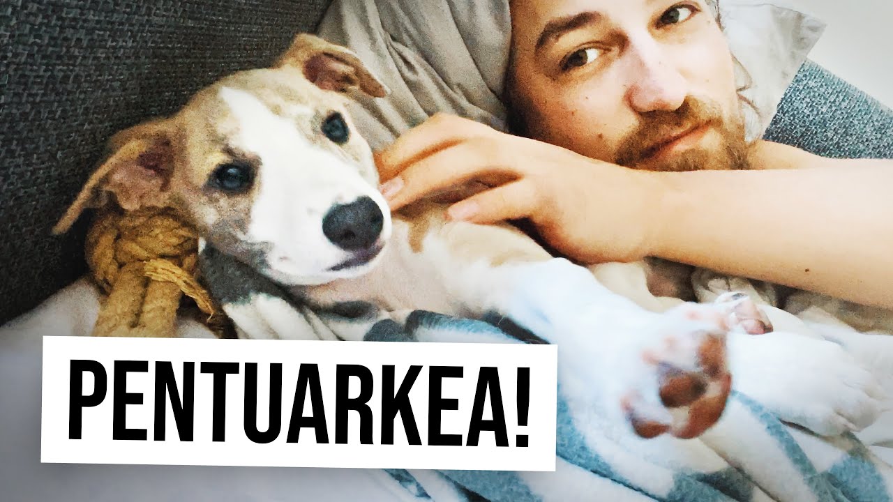 Pentu tuli taloon! - Milo (Whippet)