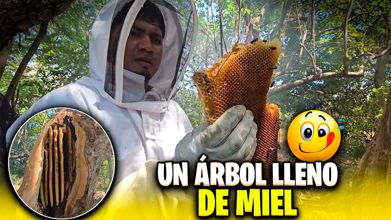 Seguimos abriendo el árbol y vea la belleza que encontramos adentro de él