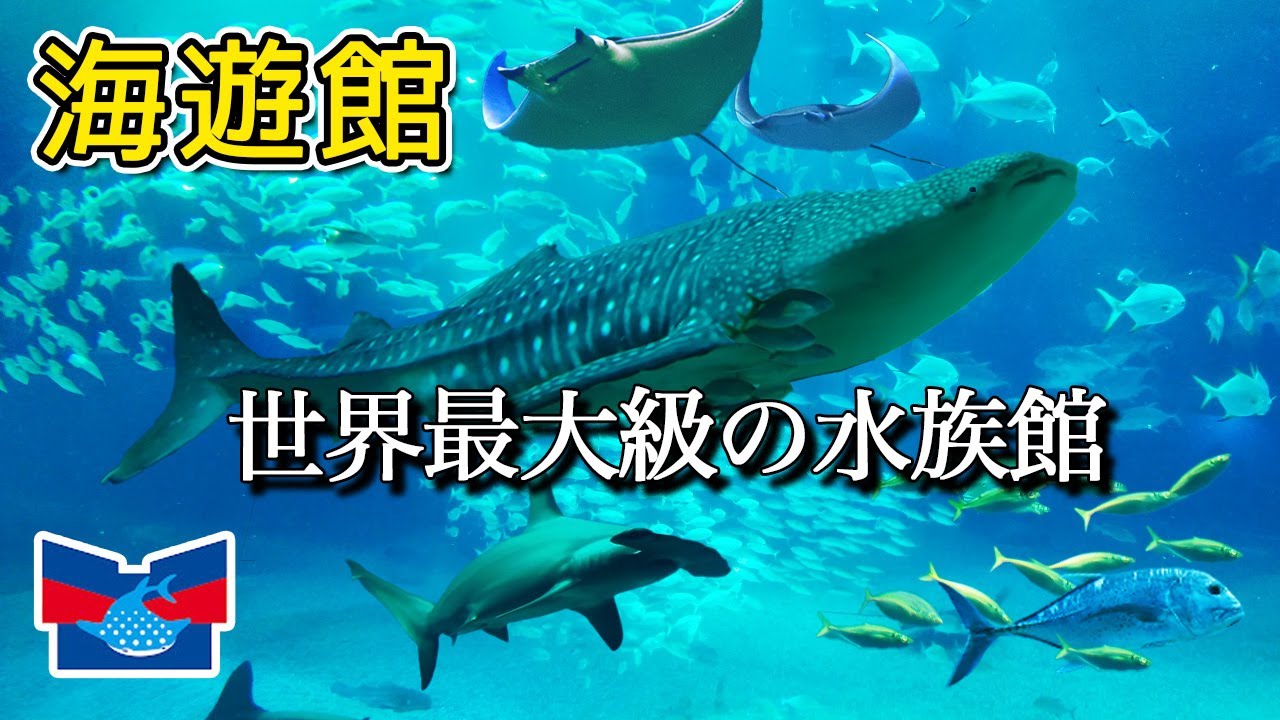 【大阪観光】海遊館の見どころ全てを紹介します。　Osaka aquarium Kaiyukan