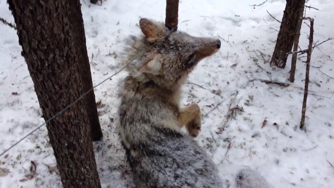 Trapline fur trapping Check #5