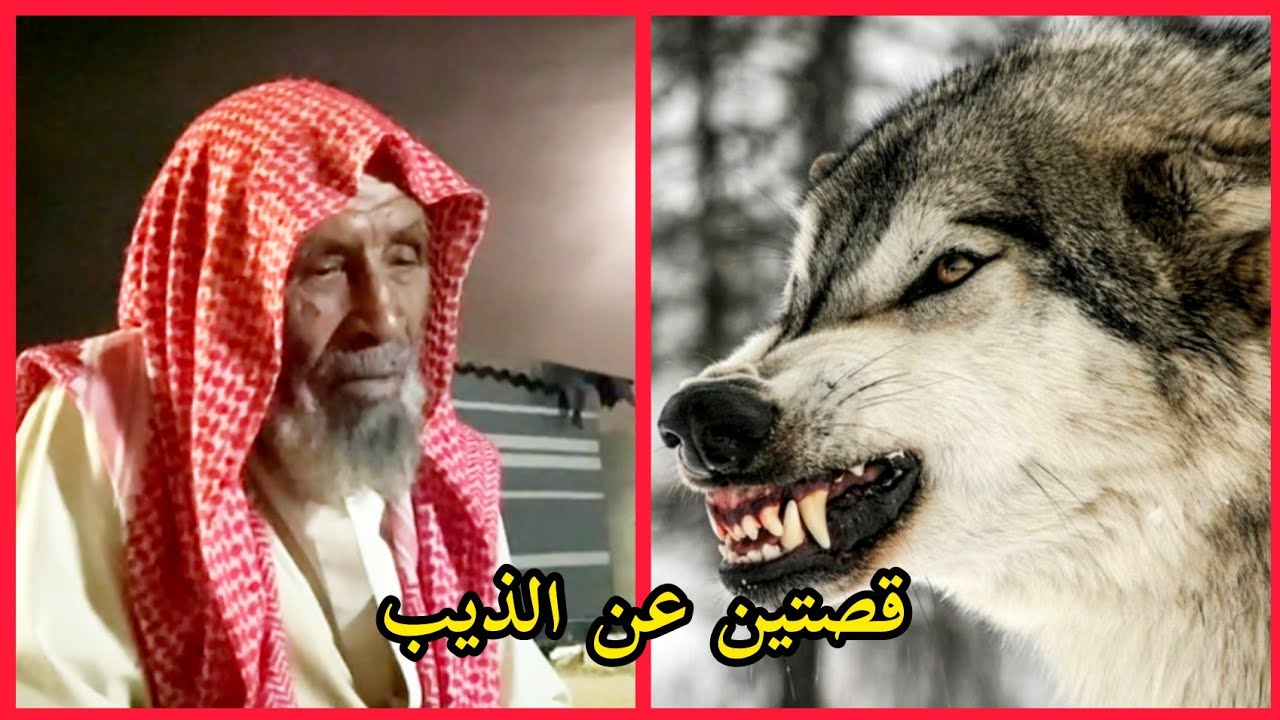 قصتين عن الذيب سمير الحويمضي