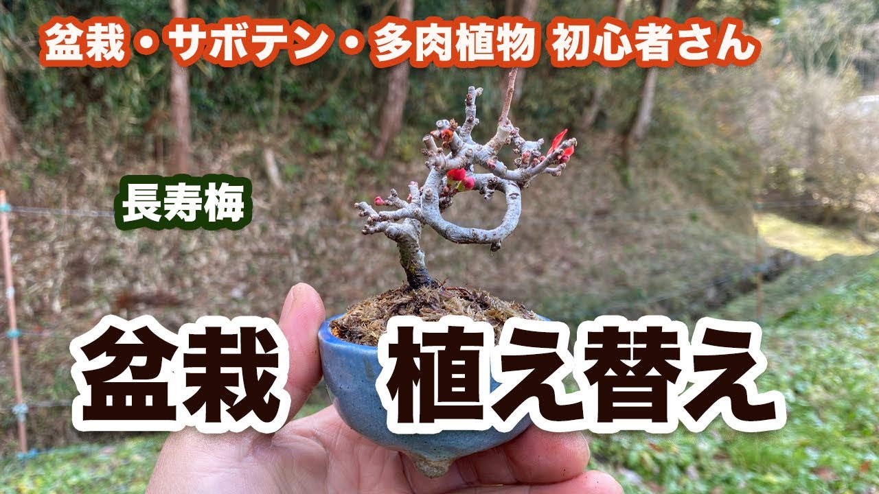 一年中、花が咲く！「長寿梅」ミニ盆栽の失敗しない植え替え術