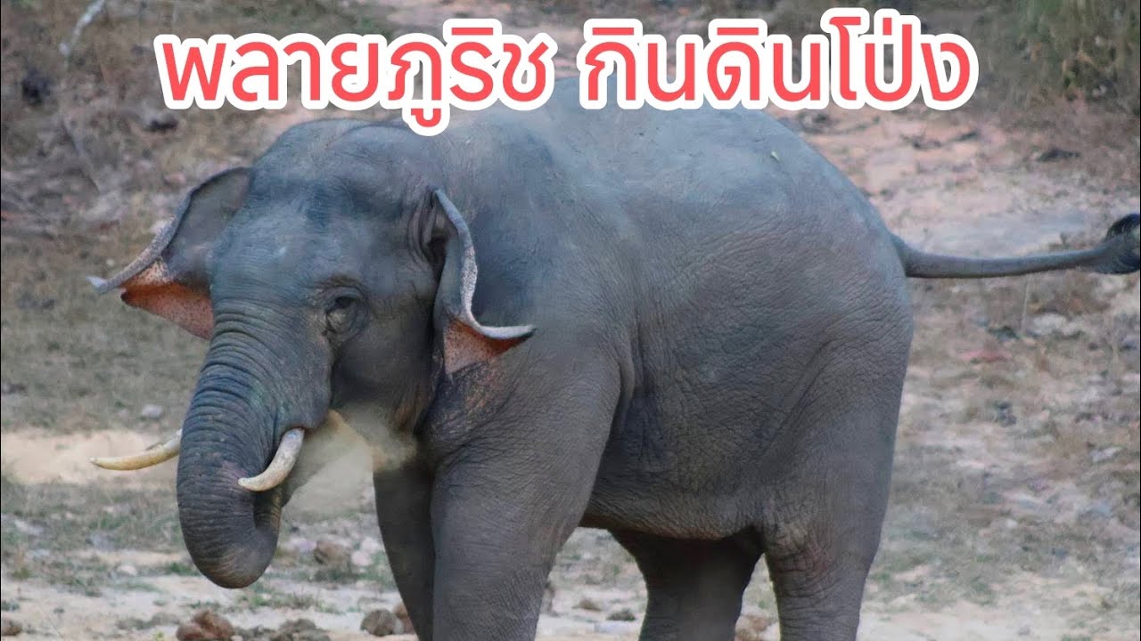 พลายภูริช ช้างป่าเขาใหญ่วัยกำลังโต ออกมากินดินโป่ง ณ โป่งผาตะแบก วันที่ 3 ม.ค.69 #elephant 