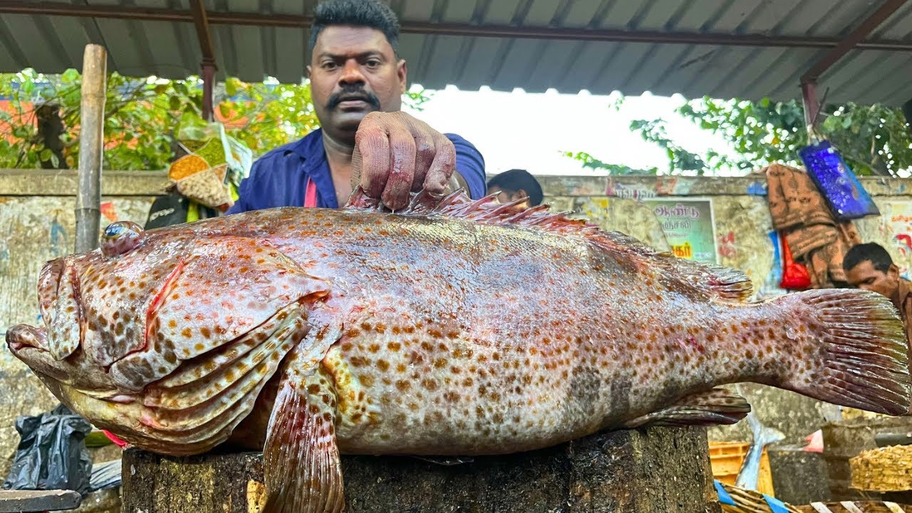 KASIMEDU 🔥 SPEED SELVAM | BIG GROUPER FISH CUTTING VIDEO | FF CUTTING 🔪