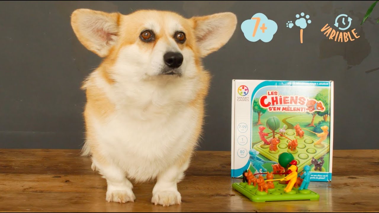 Les chiens s'en mêlent - Dès 7 ans - Jeu Solo - Teste et améliore ton niveau de logique !
