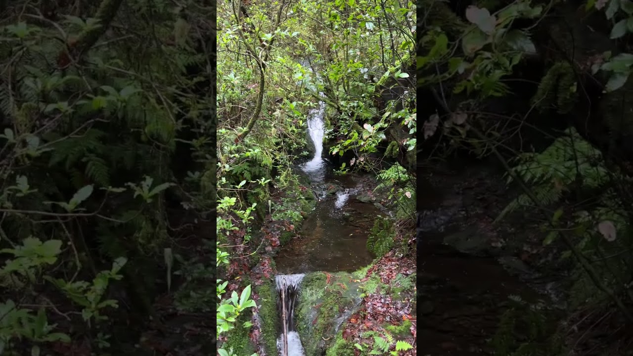 Wanderung zu den Madeirafinken - Balcoes bei Ribeiro Frio | Madeira Trip