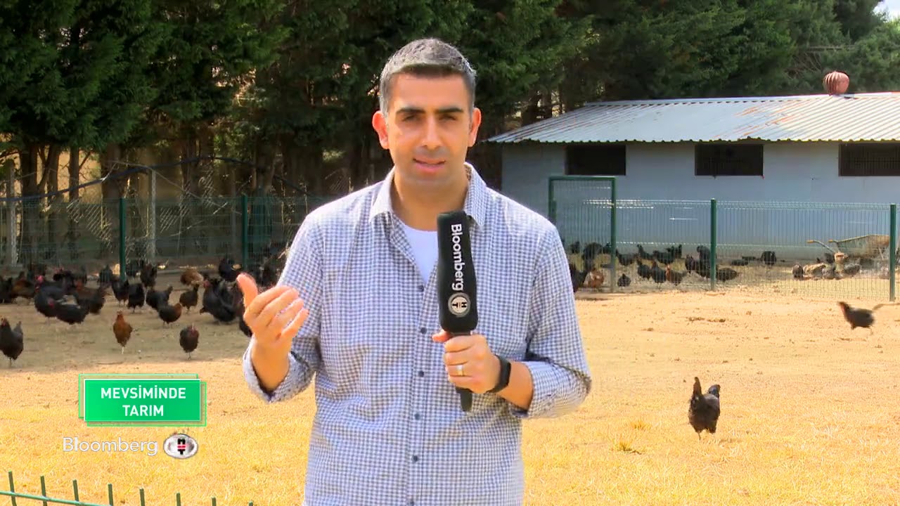 Serbest gezen tavuk çiftlikleri