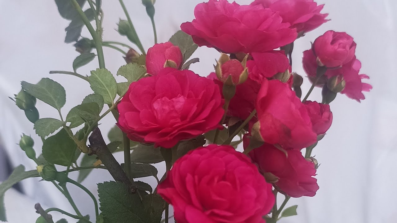 Madhu gardening is live