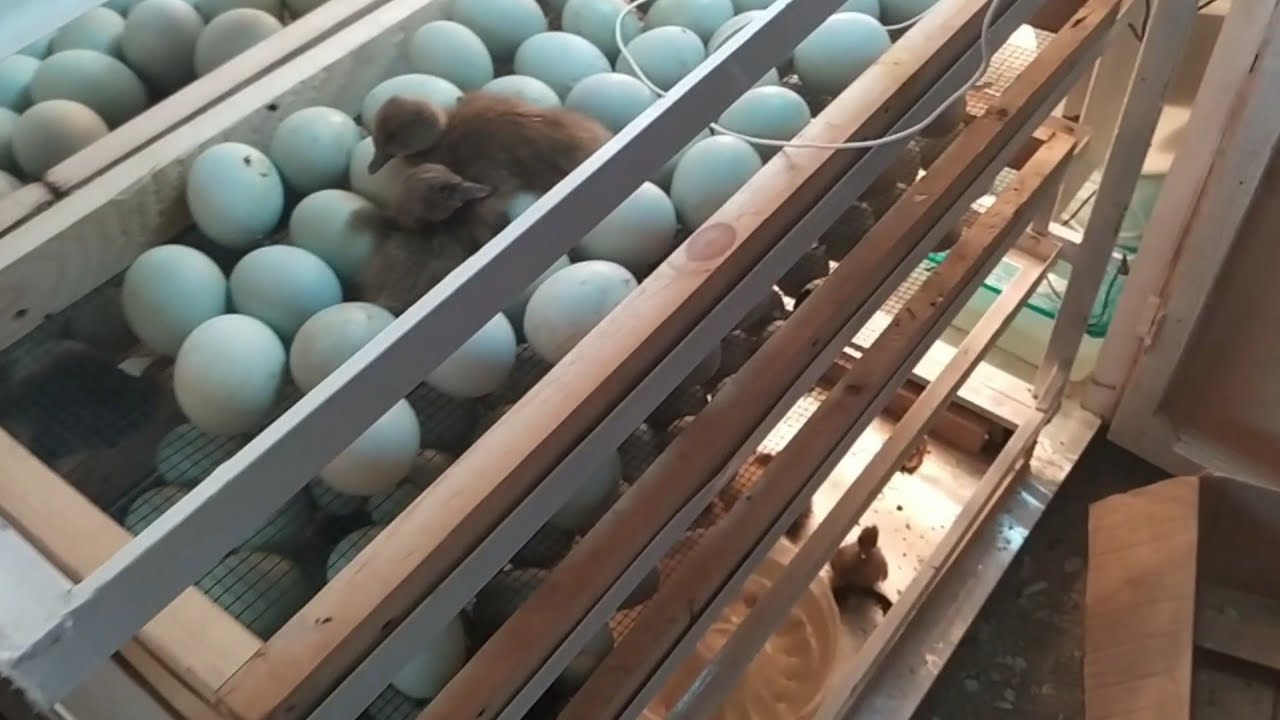 Inilah hasil dari mesin penetas telur otomatis dan cara penanganan DOD bebek