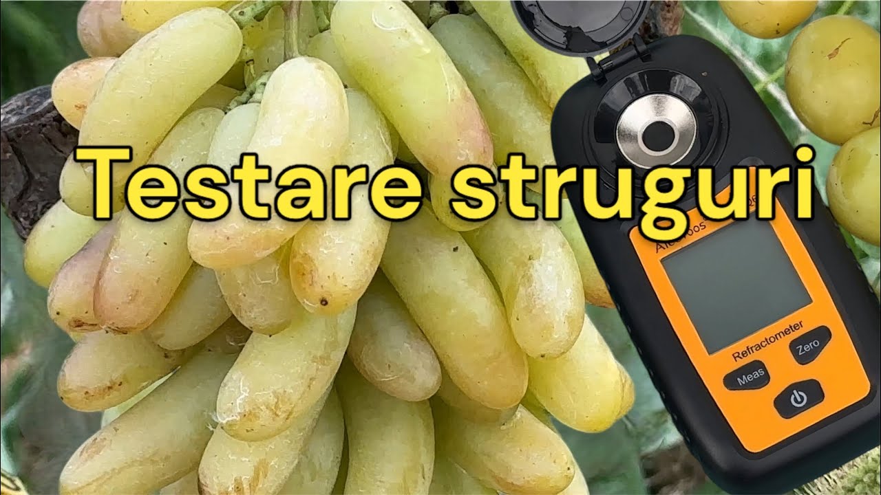 Struguri de masa: Banancic roz, Sindicat,Vloioc,Lono, Rubinovai Iubilei, Ratatui, Cupidon, Kneaz T