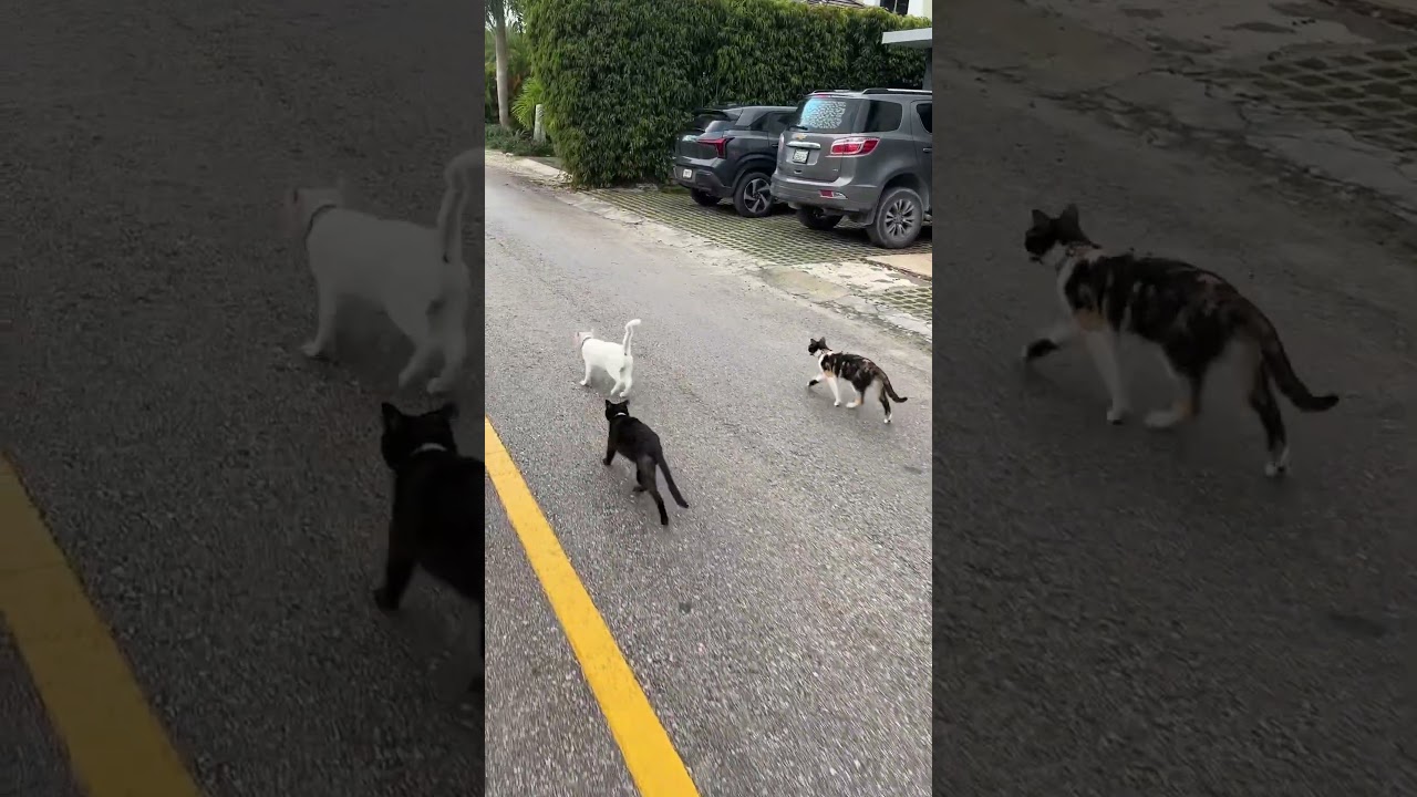 Joy of cats running in the rain #cat #straycat #cute #mycat