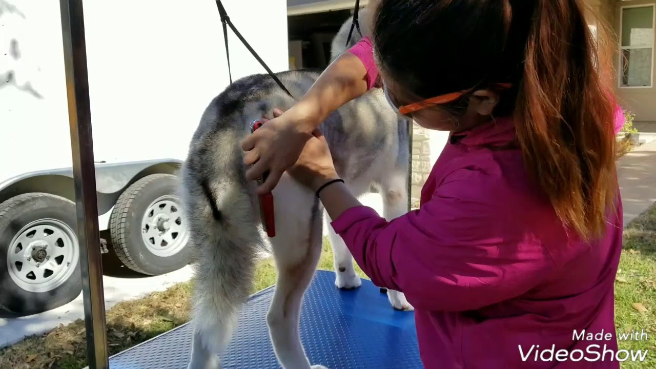 Siberian Husky Grooming Tips