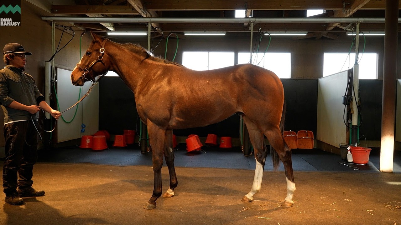 《4K》【ヴェロキタス(グラヴィタス2024)】_ノーザンファーム現地視察_2026/3/3撮影