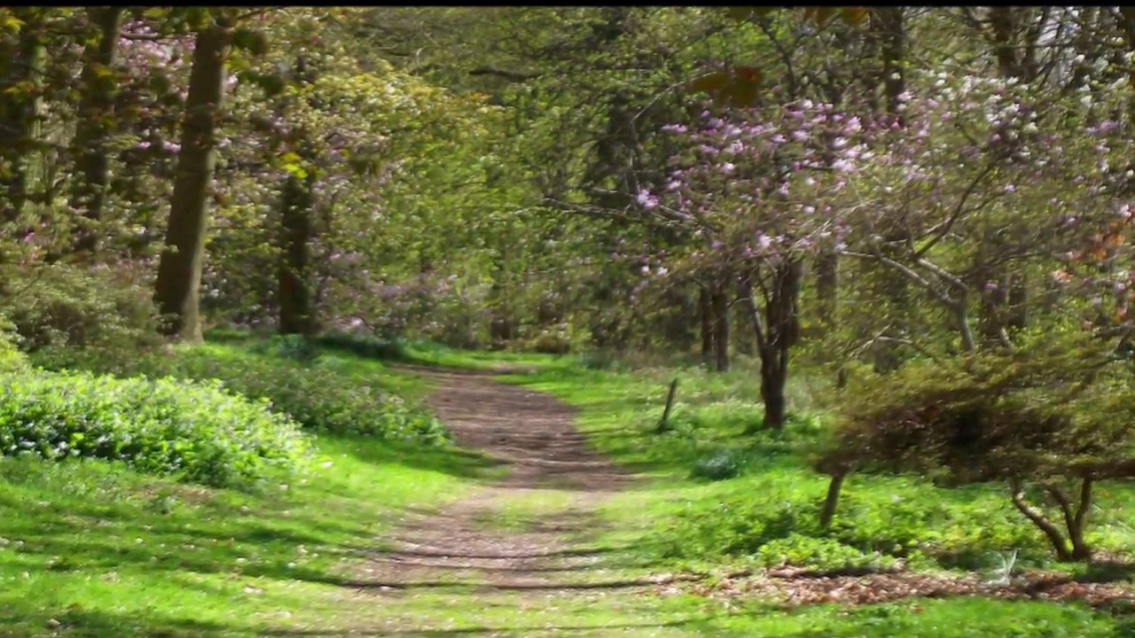 Charles Williams: A Quiet Stroll - Sidney Torch Orchestra.