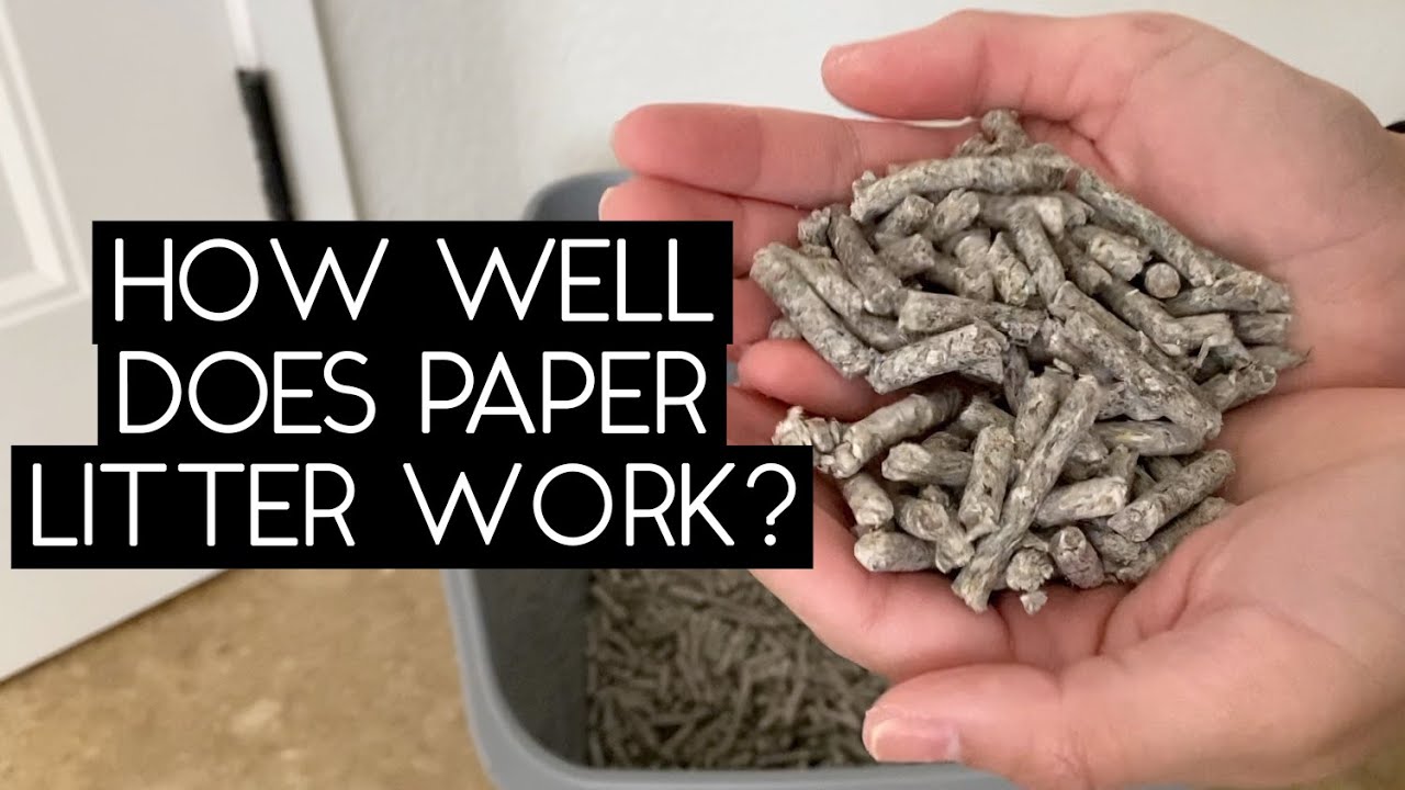 RECYCLED PAPER LITTER REVIEW | SVEN AND ROBBIE
