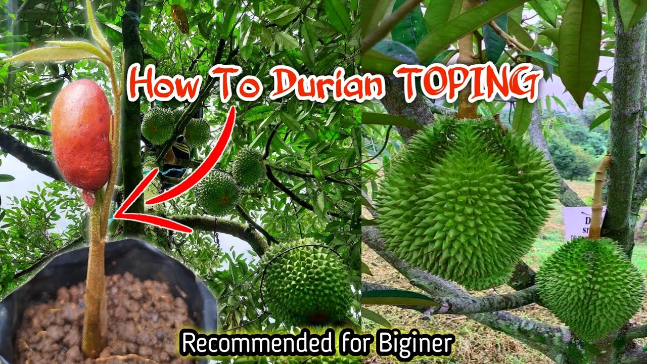 Rahasia Menanam Durian Dari Biji Cepat Berbuah, Lakukan 3 Cara Ini !!