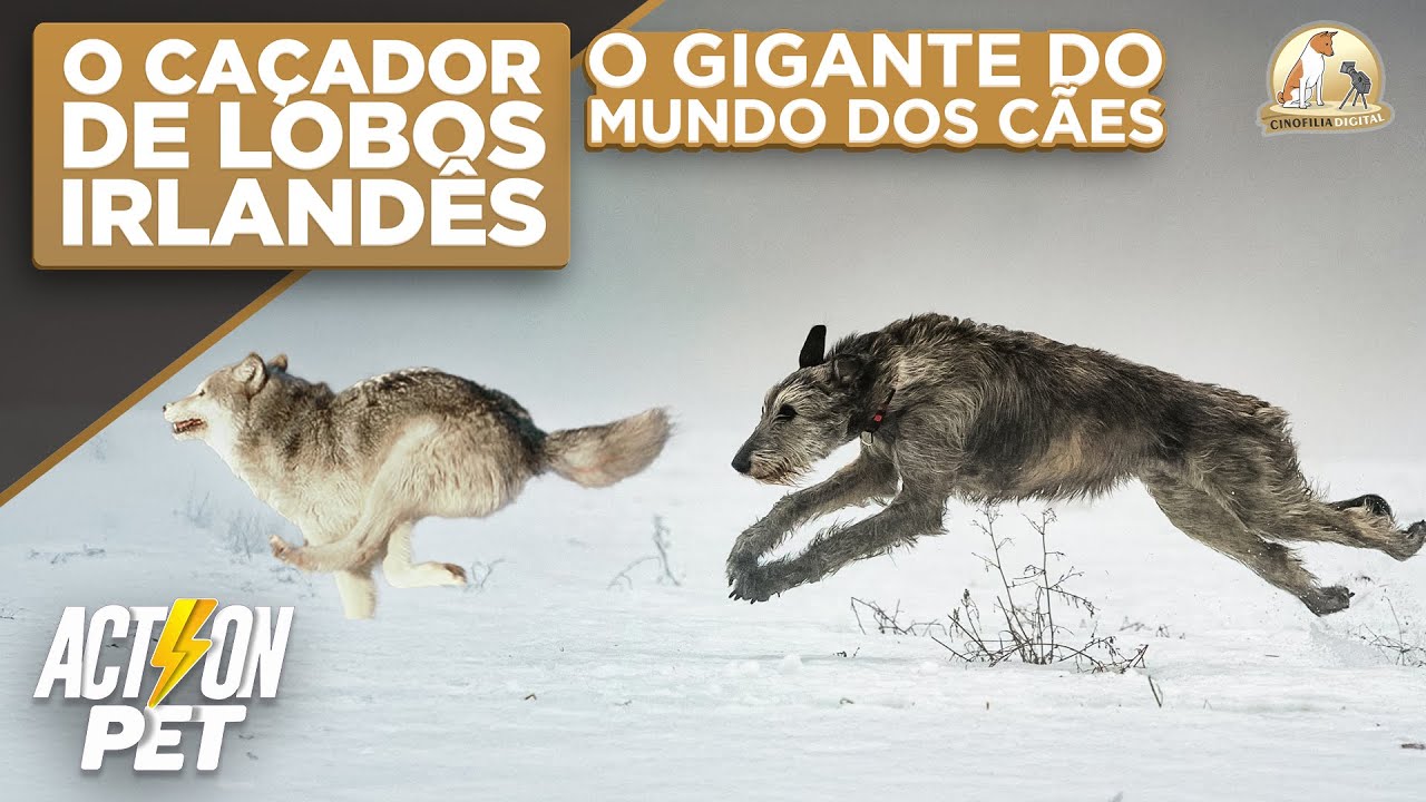 Irish Wolfhound: O Maior Caçador de Lobos do Mundo | Cinofilia Digital