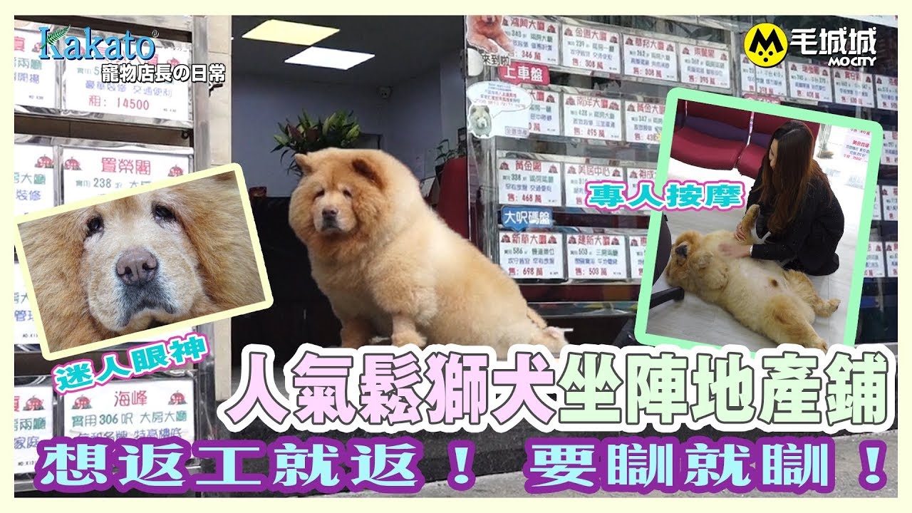 【Kakato 特約 寵物店長之日常】 人氣鬆獅犬坐陣地產鋪   想返工就返！ 要瞓就瞓！｜毛城城 MoCity｜深水埗