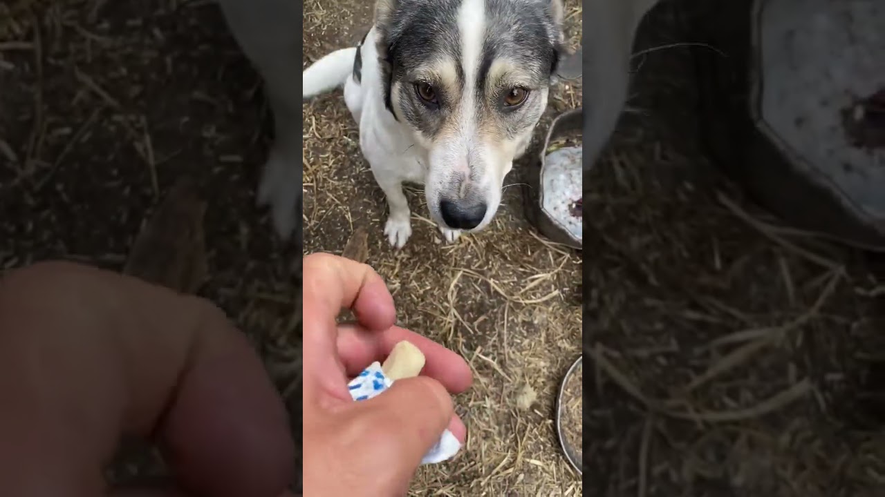 dog eats candy #watchdog#animals#shortvideo#