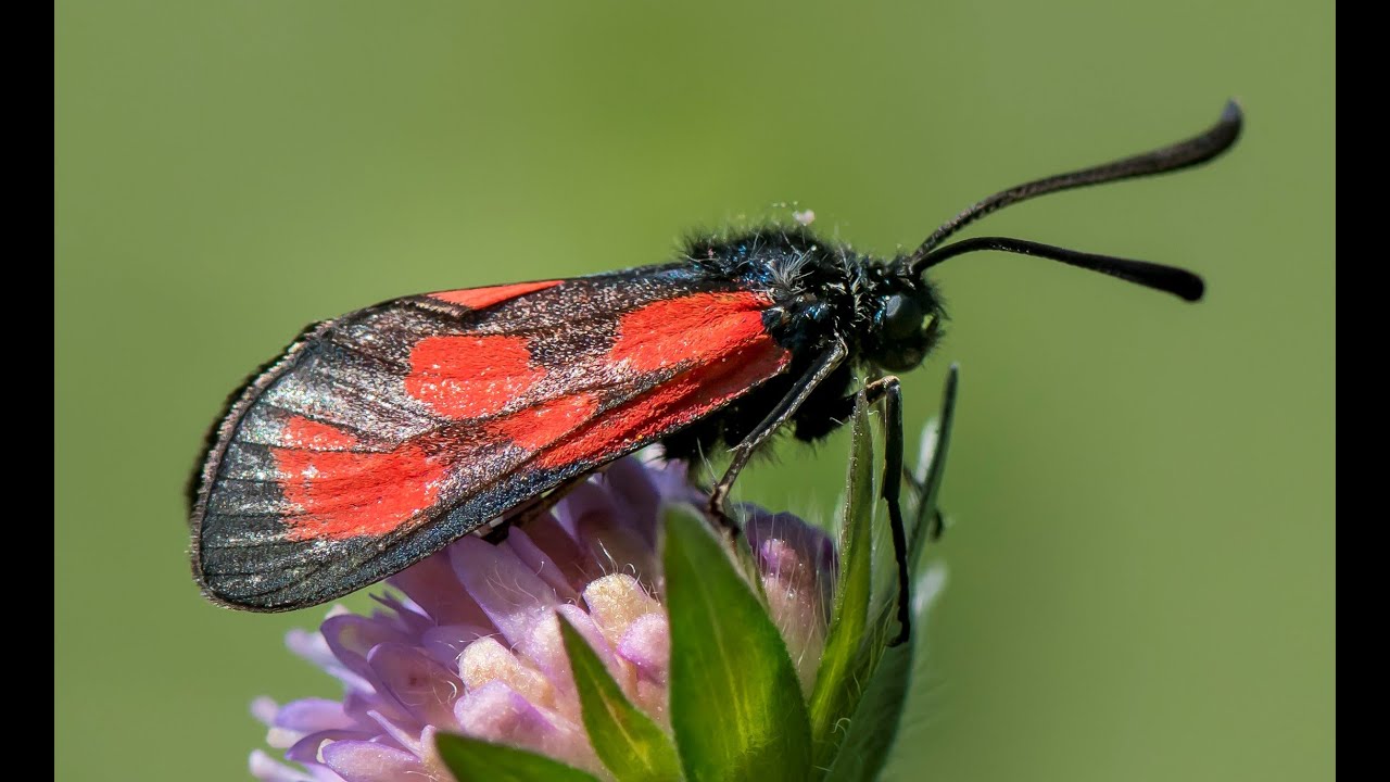 Averting the Insect Apocalypse