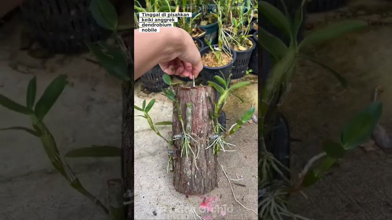 Memisahkan keiki anggrek dendrobium nobile 