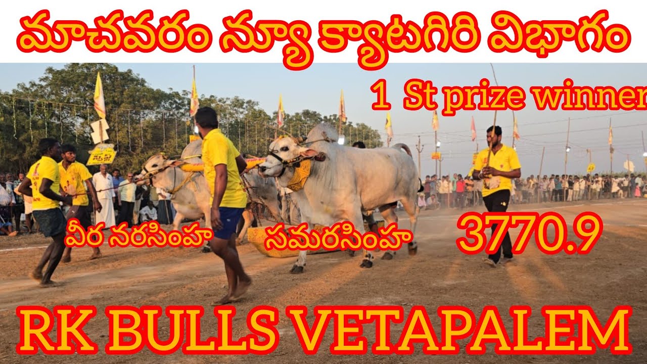 మాచవరం న్యూ క్యాటగిరి విభాగం 1 prize winner🏆🎉🏆 *Rk. బుల్స్* (సమరసింహ -- వీర నరసింహ) 3770.9అడుగులు