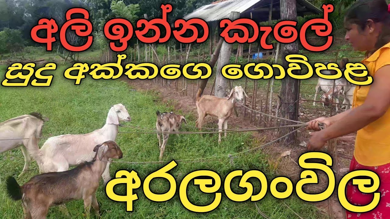 aralaganwila | wild farm life in sri lanka | goat sri lanka | goat farming in sri lanka sinhala