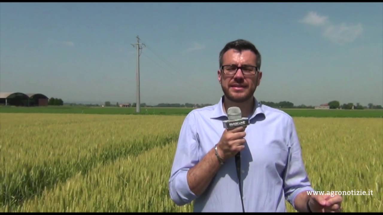 Piattaforma Cereali a paglia - in campo con S. Ballerini BASF