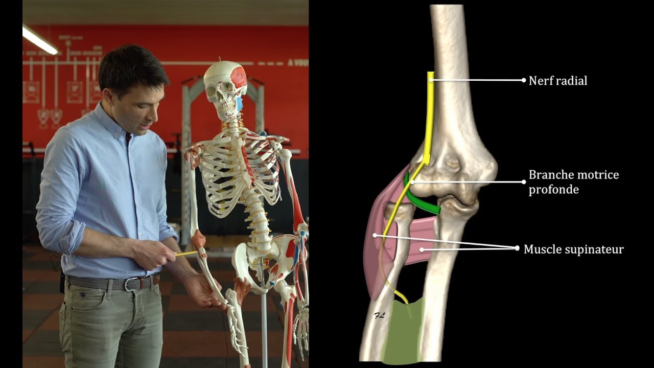 Échographie des nerfs du membre supérieur : le nerf radial